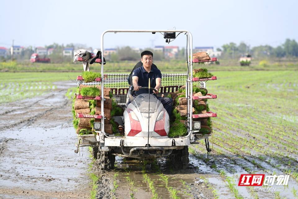時刻·在場丨無人機+插秧機“雙劍合璧” 望城早稻種植跑出“加速度”:插秧機
