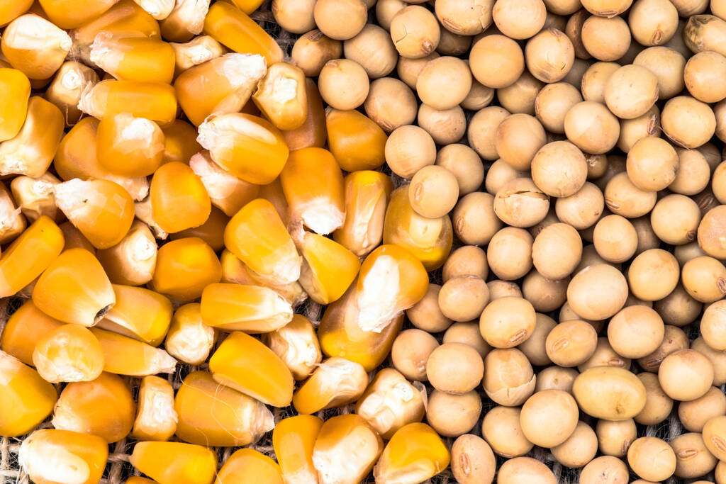巴西收獲了92.5%的大豆面積，夏季玉米產(chǎn)量為68.2%:玉米收獲機(jī)